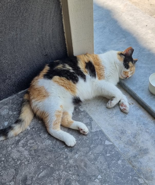 Gartenanlage Seaden Quality Resort & Spa