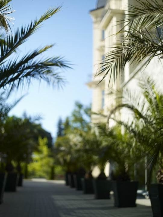 Palm alley Savoy Westend Hotel