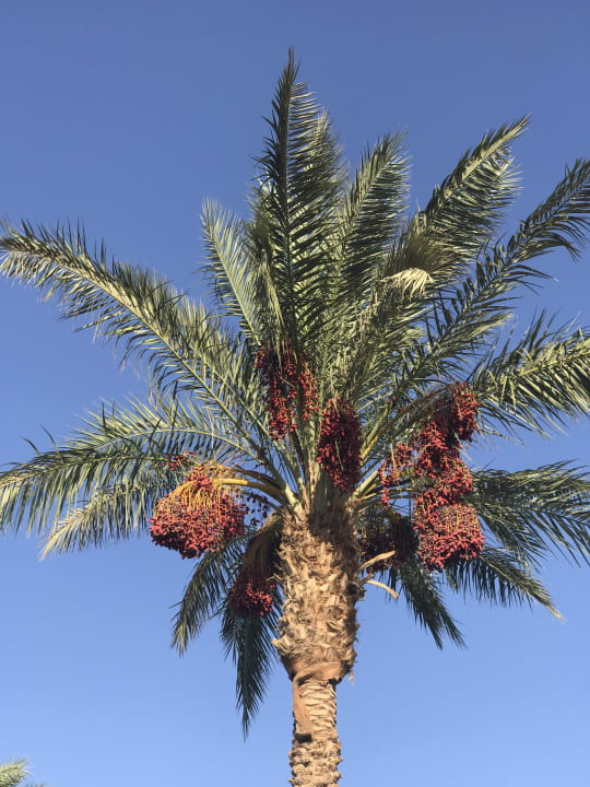 Gartenanlage Pickalbatros Golf Beach Resort