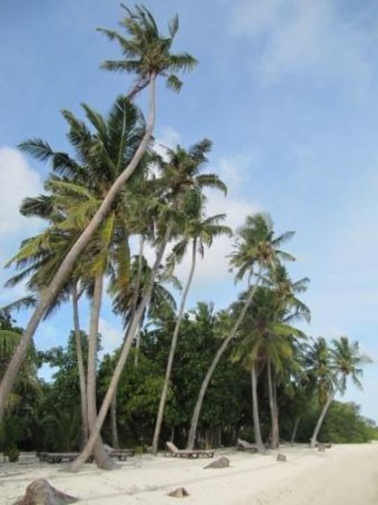 Palmen an der Nord-Ost-Seite Kuredu Island Resort & Spa