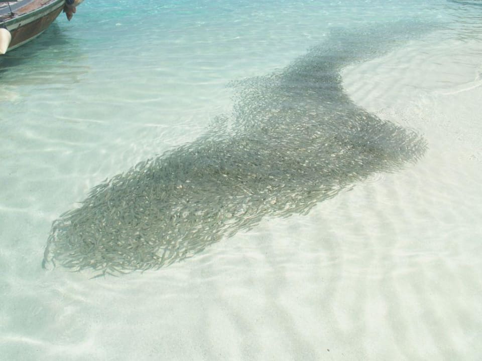 Fische Embudu Village