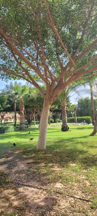 Gartenanlage Desert Rose