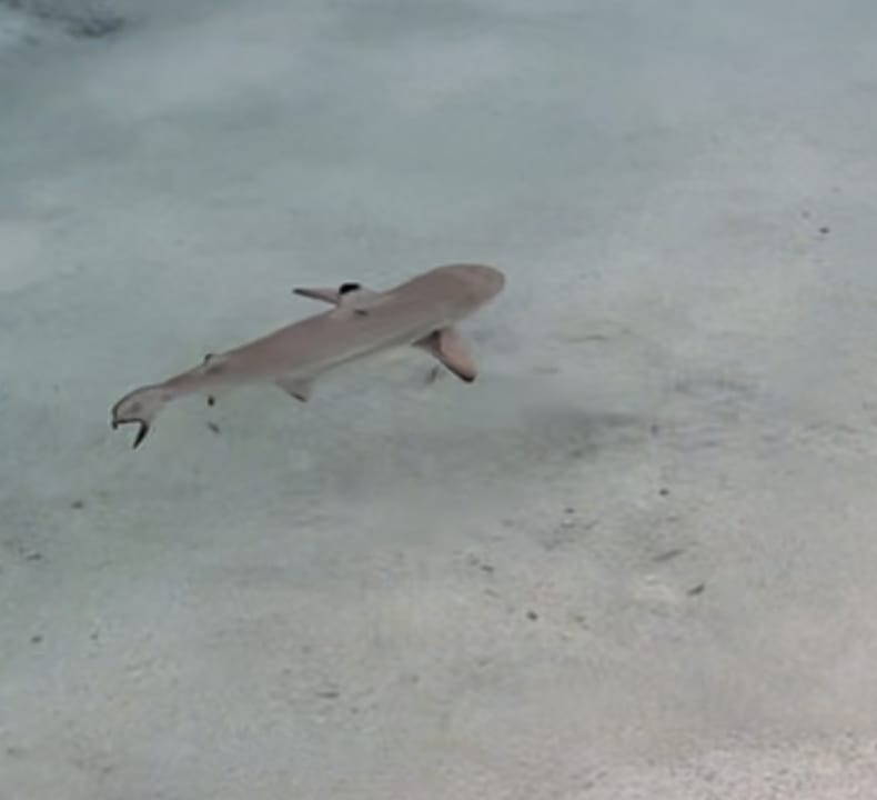 Außenansicht Summer Island Maldives