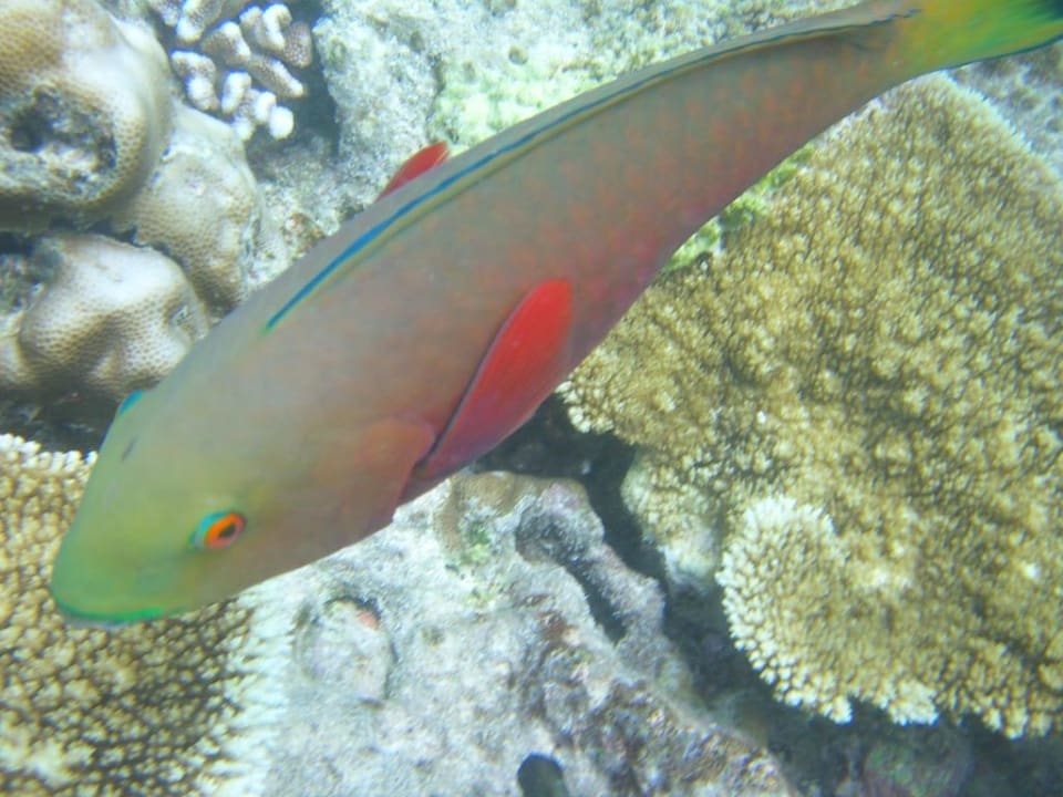 Fisch im Riff Kuramathi Maldives