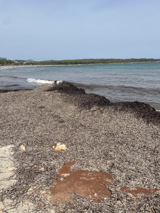 Strand Protur Palmeras Playa Aparthotel