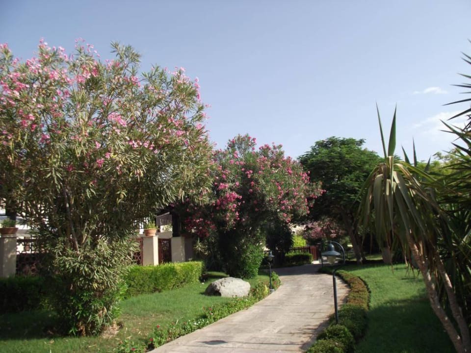 Viele Blumen in der Anlage Miramar Al Aqah Beach Resort