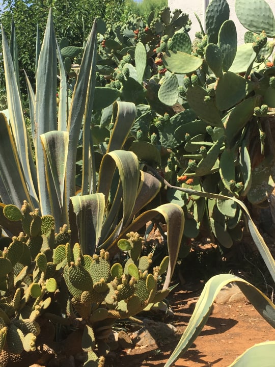 Gartenanlage Phãea Cretan Malia