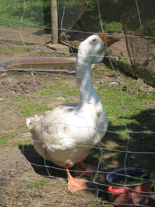 Patti die Gans auf dem Hof Bauernhof Hofbauer