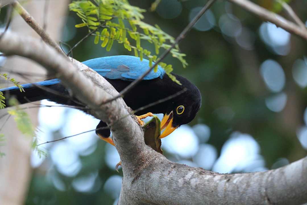 Vögel füttern erlaubt Grand Palladium Kantenah Resort & Spa