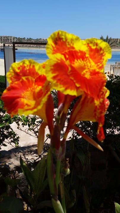 Tolle Blumen! Steigenberger Coraya Beach - Adults only