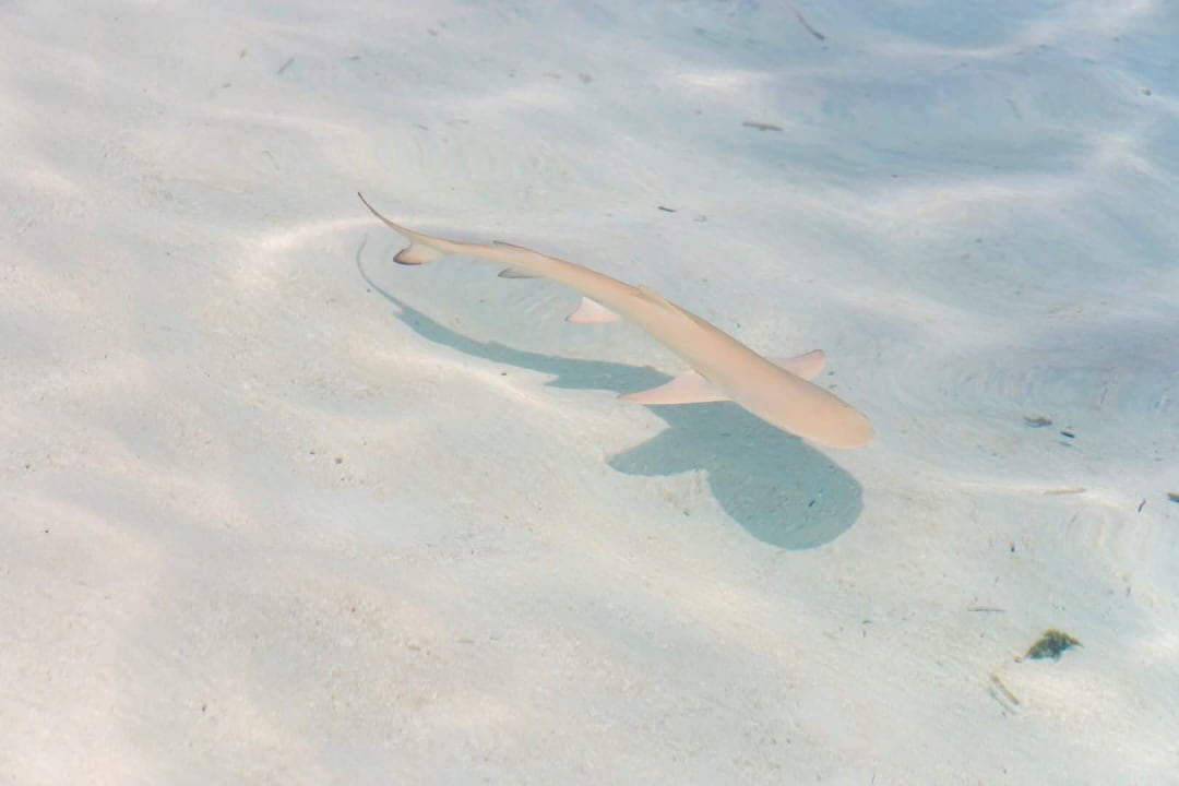 Strand Adaaran Select Meedhupparu Island Resort - Premium All Inclusive