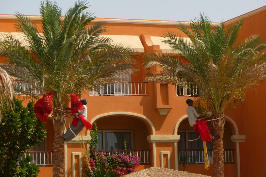 Caring for the palm trees Sentido Caribbean World Soma Bay