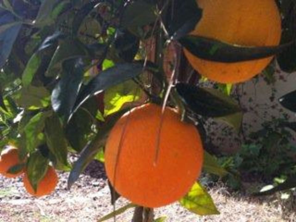 Süße Orangen für den O-Saft am Morgen LYKIA lodge | home of happiness