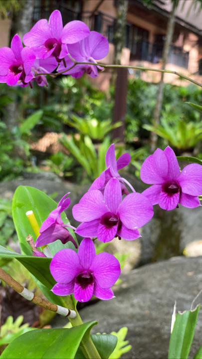 Gartenanlage Khao Lak Merlin Resort