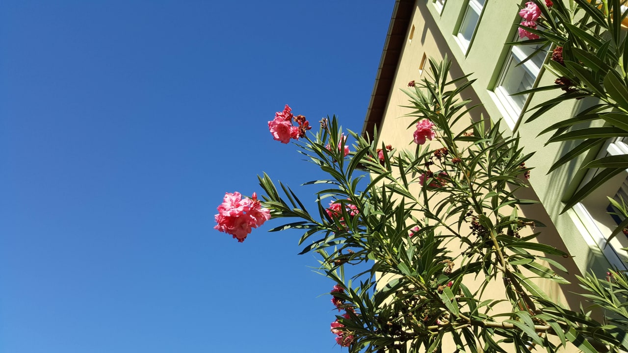 Schöne Blumen Solivia Hotel