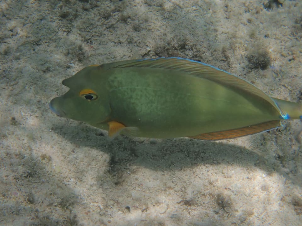 Strand Makadi Spa - Adults only