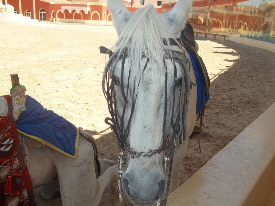 Pferd vom Show Pickalbatros Alf Leila Wa Leila Resort - Neverland Hurghada