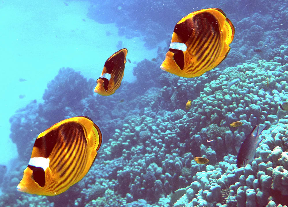 Sport & Freizeit Grand Makadi