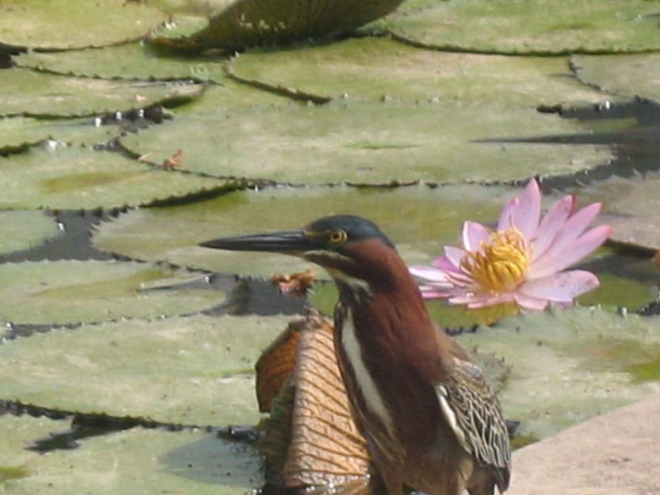Am Teich mit den vielen Koy-Karpfen Hotel Brisas del Caribe