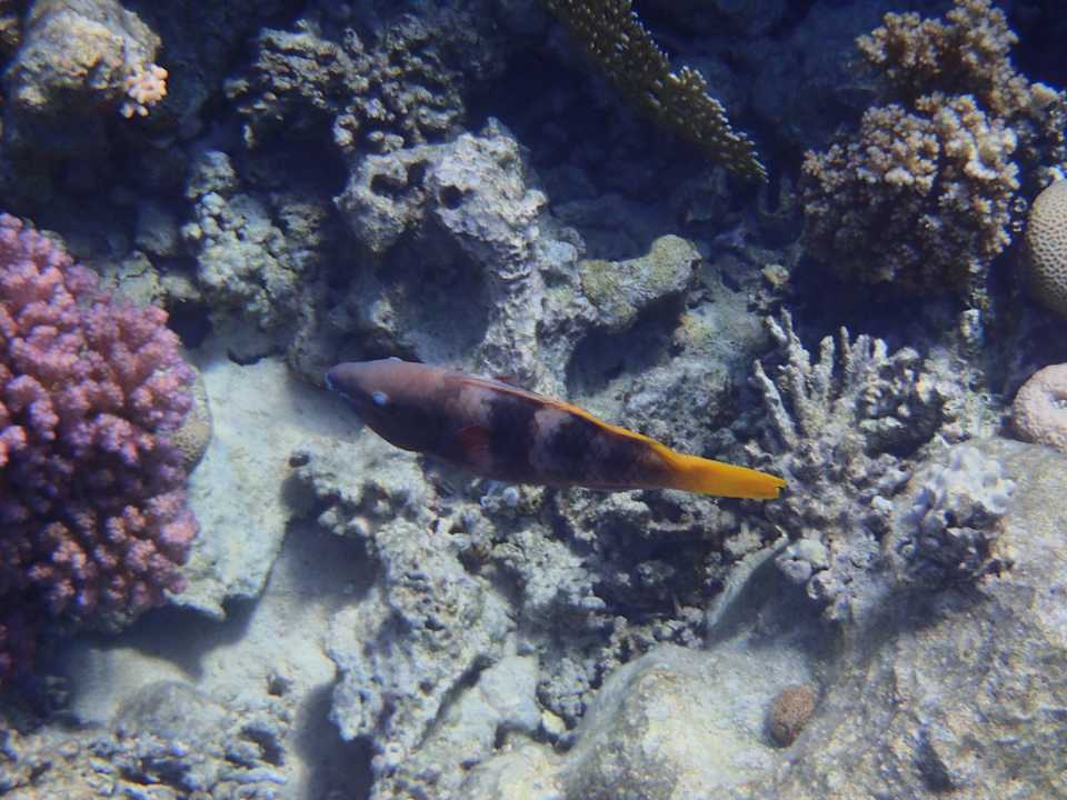 Sport & Freizeit JAZ Elite Asteria