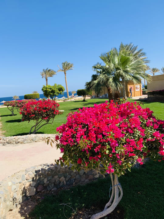 Gartenanlage Three Corners Sea Beach Resort