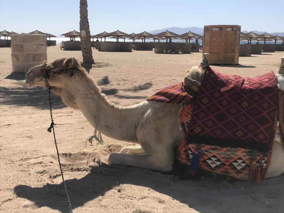 Sport & Freizeit ROBINSON SOMA BAY