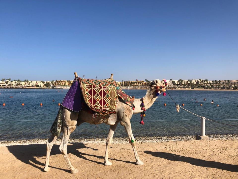 Strand Steigenberger Coraya Beach - Adults only