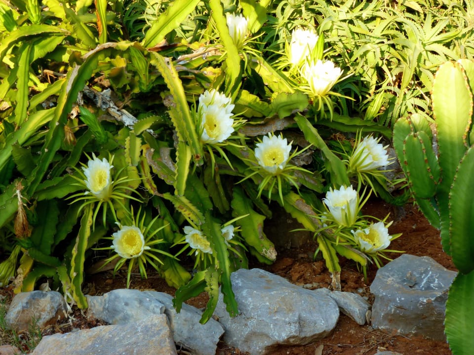 "Königin der Nacht" Phãea Cretan Malia
