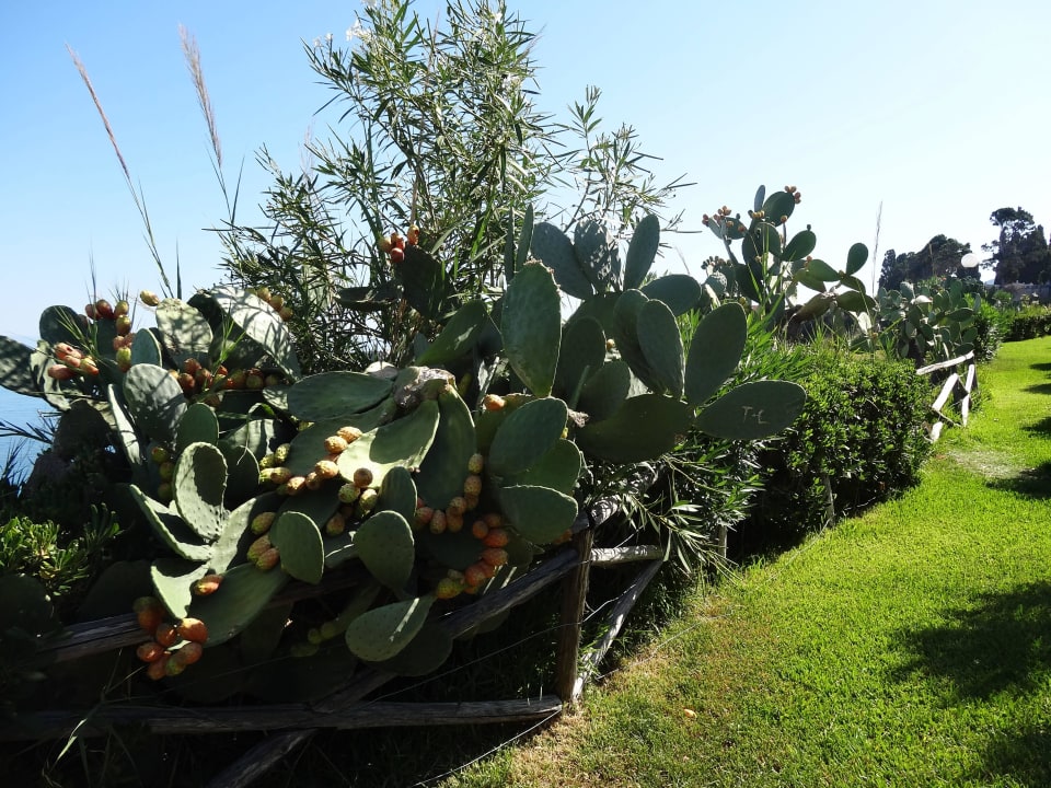 Kaktusfeigen an der Steilküste Aldiana Club Rocca Nettuno Calabria