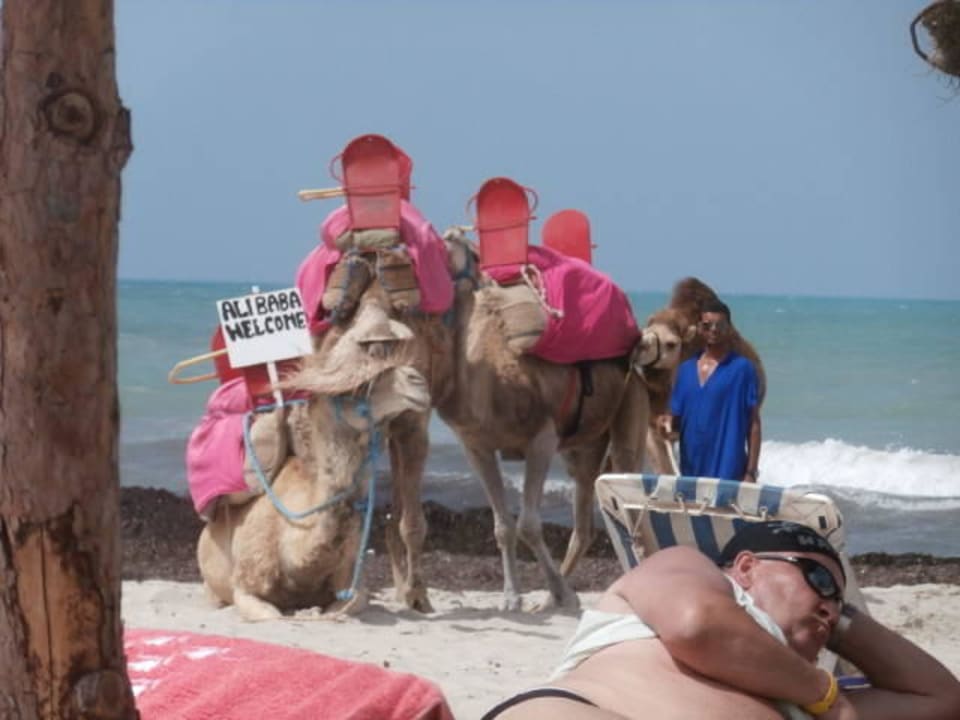 Kamele und viel kacke Djerba Sun Beach Hotel & Spa