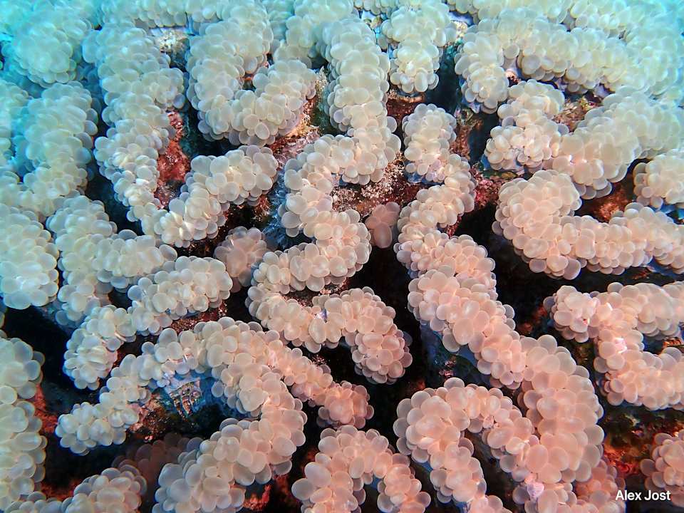 Sonstiges Sentido Akassia Beach