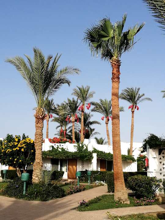 Gartenanlage Shams Safaga Resort