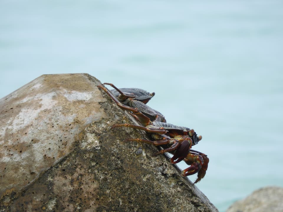 Strand Kuredu Island Resort & Spa