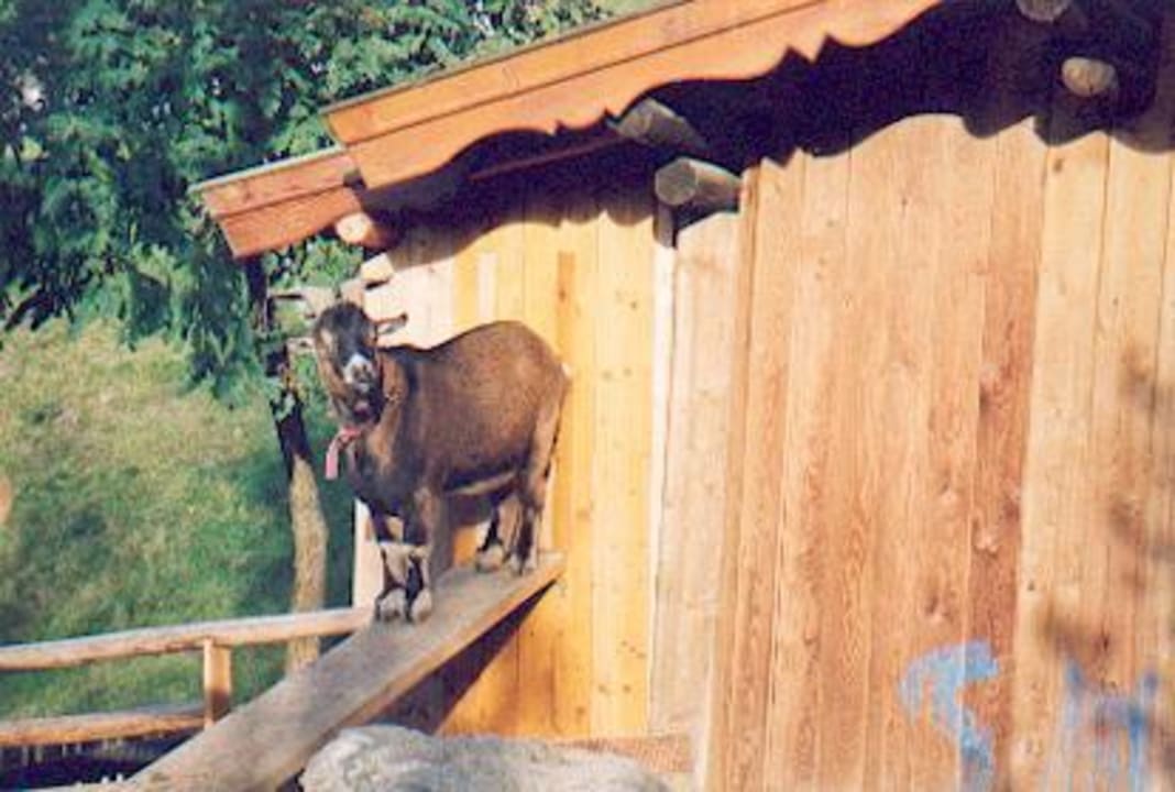 Ziege im Streichelzoo Alpina Alpendorf