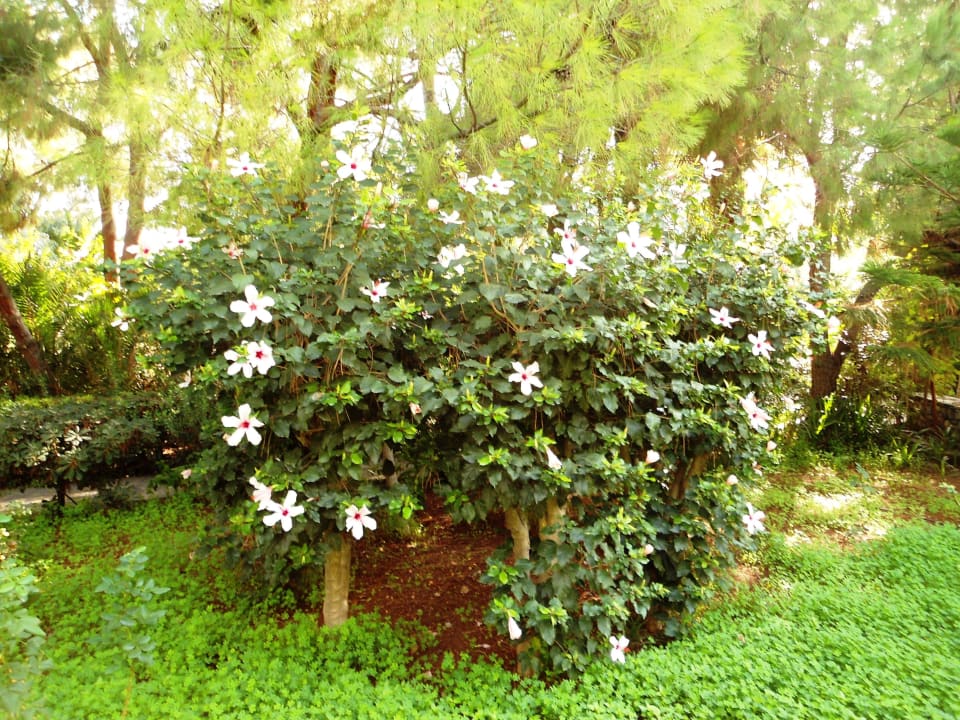 Flora und Fauna Apollonia Beach Resort & Spa