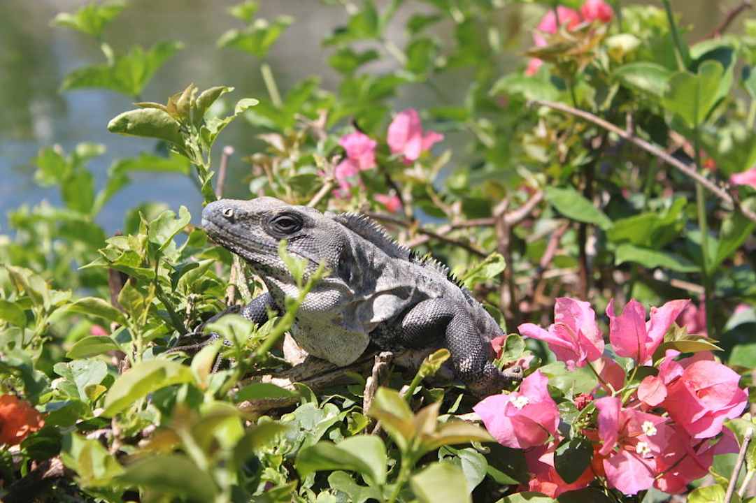Ein Leguan beim Sonnenbad. Grand Palladium Select White Sand Resort & Spa