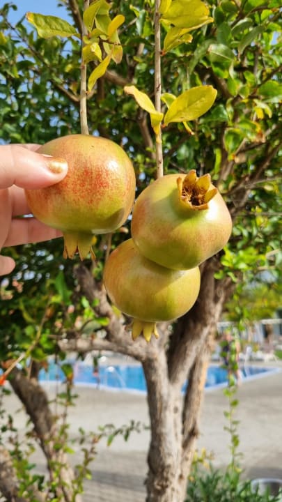Gartenanlage Hotel Riu Palace Tenerife