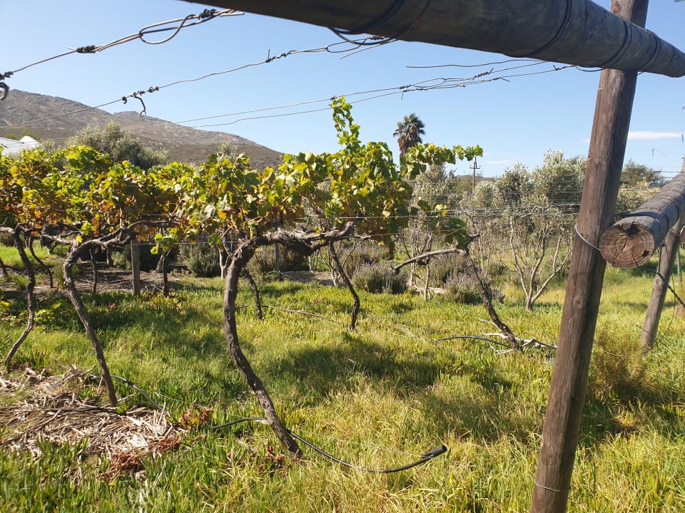 Gartenanlage Guesthouse Kogman & Keisie