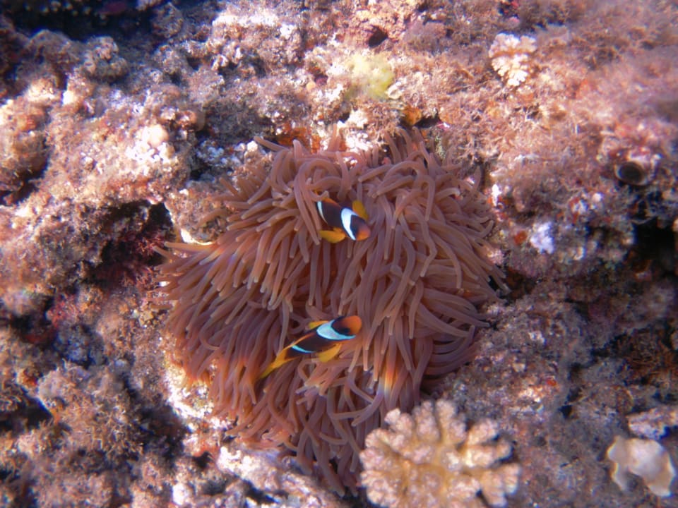 Sport & Freizeit Shams Alam Beach Resort