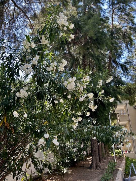 Gartenanlage Club Sidelya Hotel