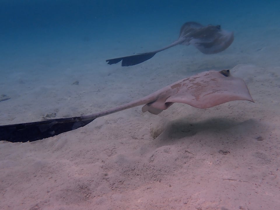 Sonstiges Ellaidhoo Maldives by Cinnamon