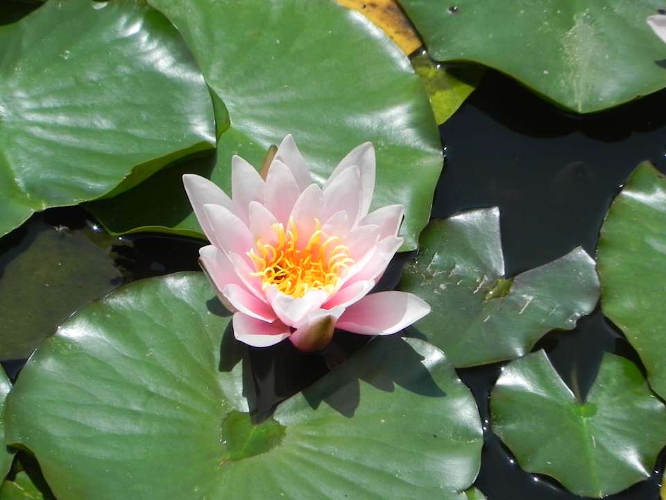 Seerose Landhaus Knura