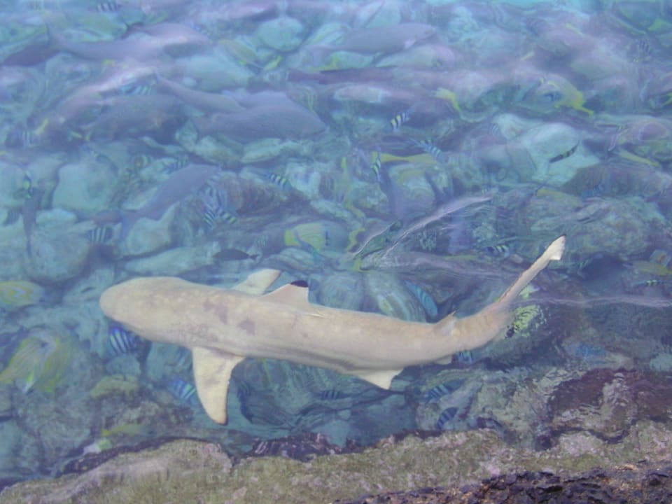 Schwarzspitzen Riffhai beim Steg Summer Island Maldives