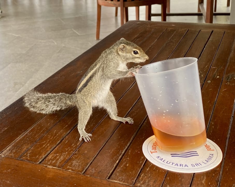 Gastro Tangerine Beach Hotel