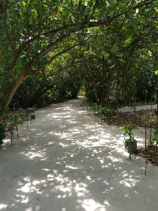 Gartenanlage Reethi Faru Resort