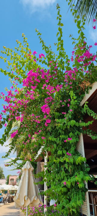 Gartenanlage VONRESORT Golden Beach