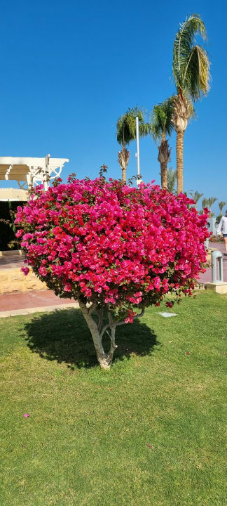 Gartenanlage Pickalbatros Palace Resort