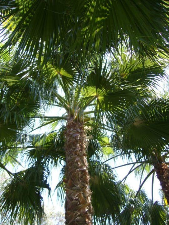 Palme Hotel Gardenia Beach