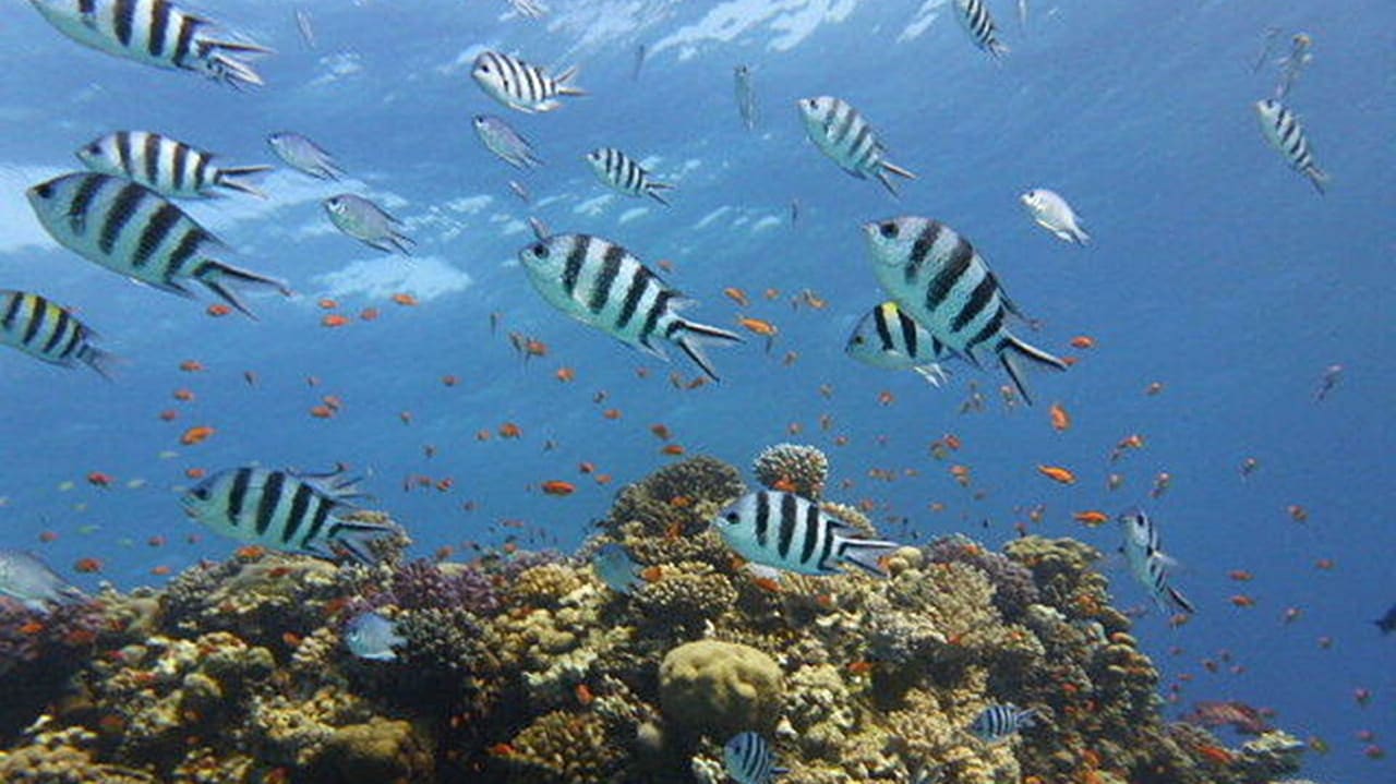 Strand Hotel Xperience Sea Breeze Resort