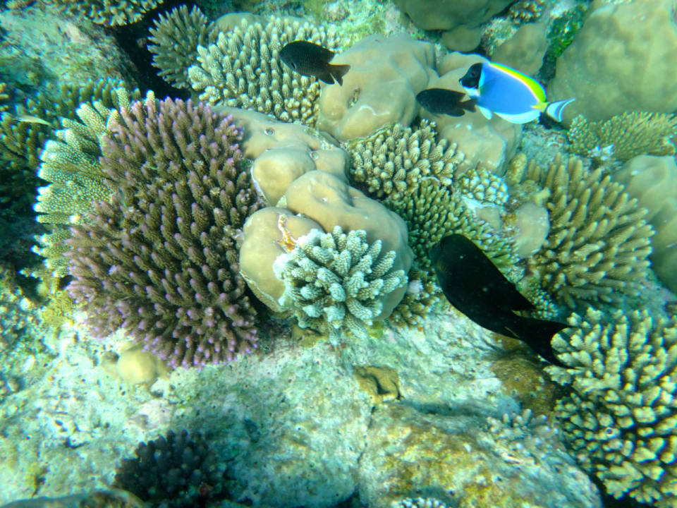 Unterwasserwelt Cinnamon Hakuraa Huraa Maldives